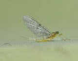 Olive Sulphur (Heptagenia hebe)