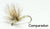 Baetis / Dark Blue Winged Olive (Baetis vagans)