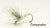 Light Hendrickson (Ephemerella subvaria female)