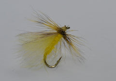 Yellow Sally Stonefly (Isoperla spp.)