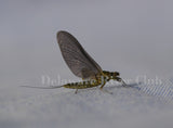 Light Blue Winged Olive (Drunella cornuta)