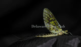 Green Drake (Ephemera guttulata)