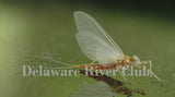 Gray Fox (Maccaffertium vicarium)