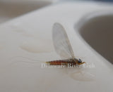 Pale Evening Dun (Epeorus vitreus - female)