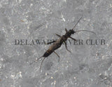 Tiny Black Stonefly