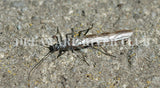 Early Black & Brown Stonefly