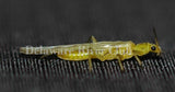 Yellow Sally Stonefly (Isoperla spp.)